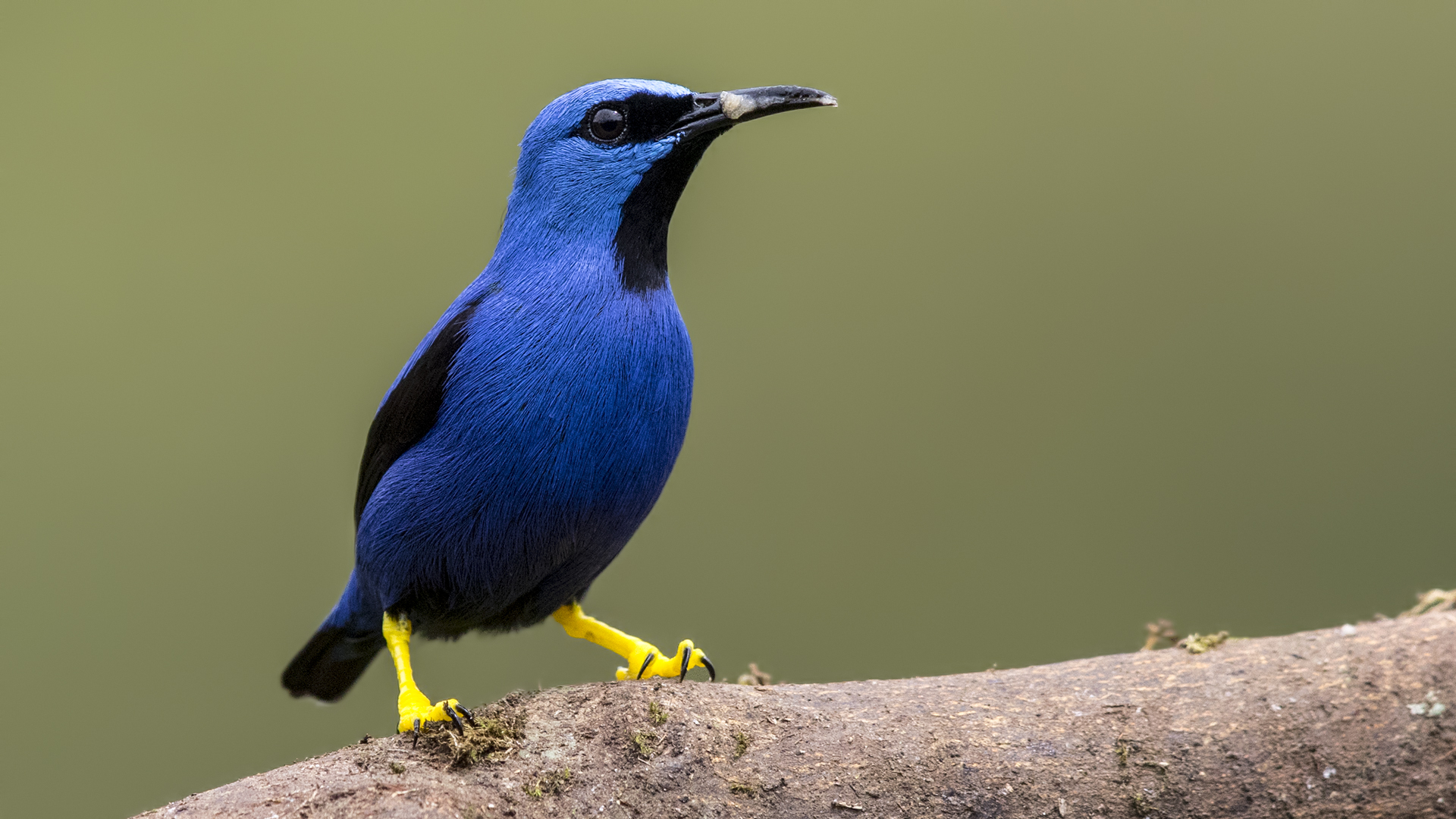 Shining Honeycreeper